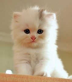 8bc15bd9487fb15e62d850bd5eb7e9ef--cool-cats-i-love-cats.jpg