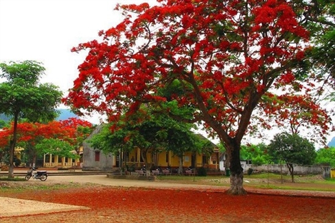 Tả cây phượng vĩ trên sân trường.jpg
